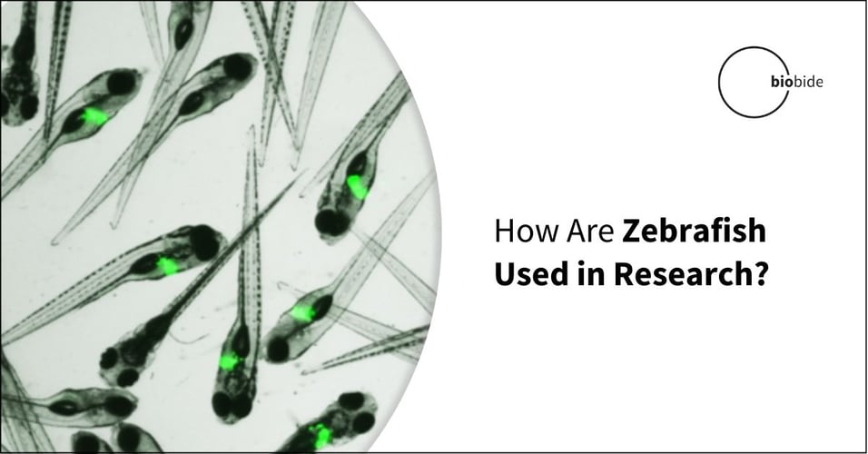 How Are Zebrafish Used in Research?