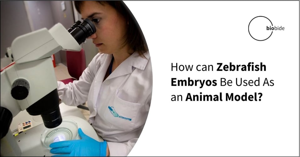 How can Zebrafish Embryos Be Used As an Animal Model