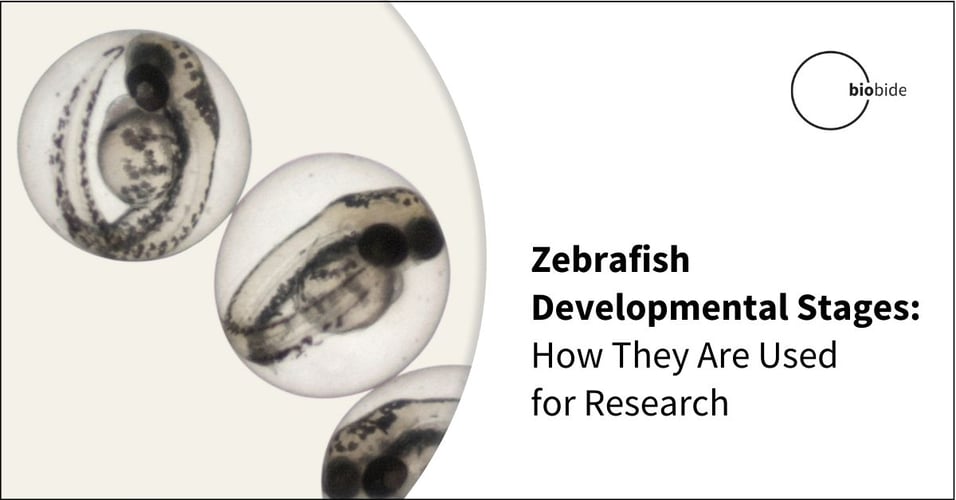Zebrafish Development Stages: How They Are Used for Research