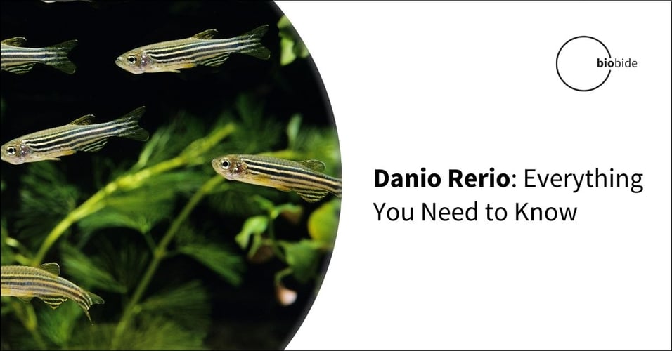 Danio Rerio: Everything You Need to Know