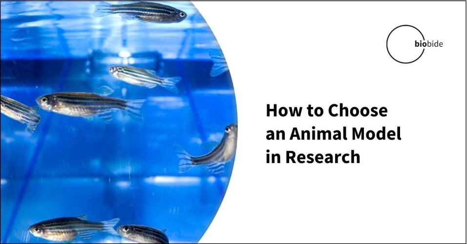 How to Choose an Animal Model in Research