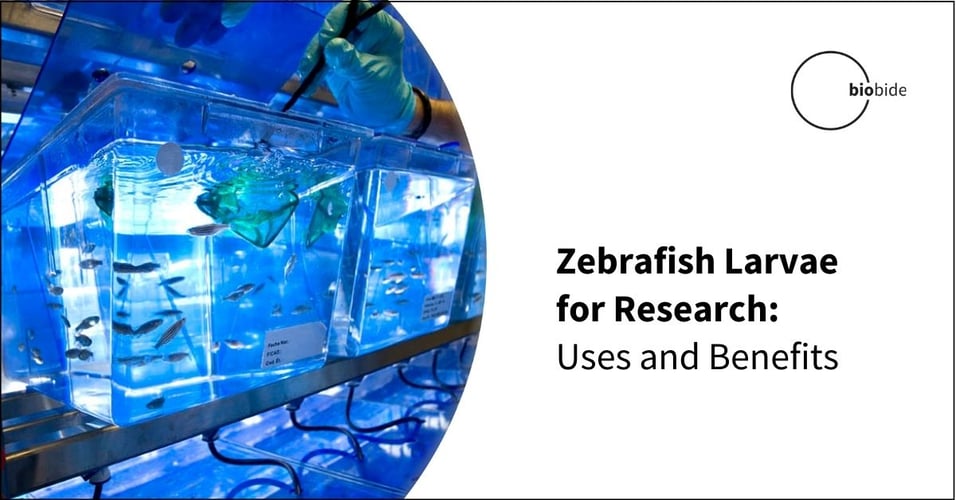 Zebrafish Larvae for Research: Uses and Benefits