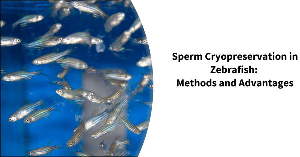Sperm Cryopreservation in Zebrafish: Methods and Advantages