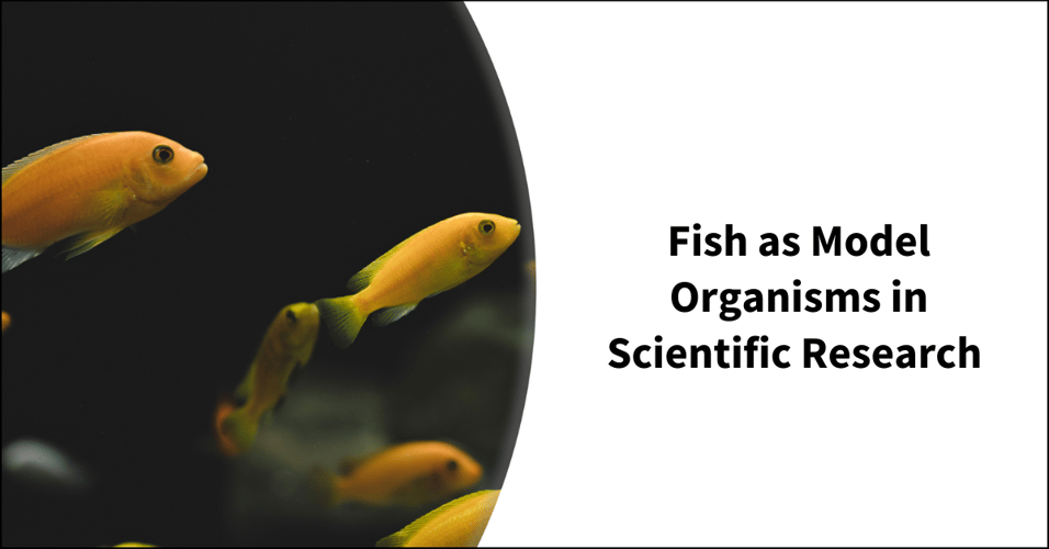 Fish as Model Organisms in Scientific Research