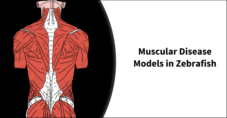 Muscular Disease Models in Zebrafish