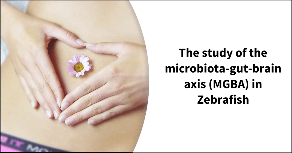 The study of the microbiota-gut-brain axis (MGBA) in Zebrafish