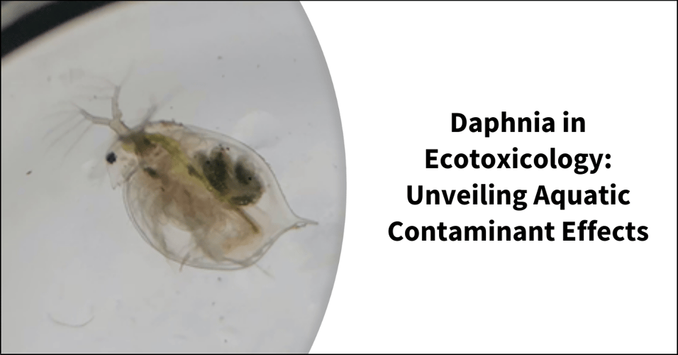 Daphnia in Ecotoxicology: Unveiling Aquatic Contaminant Effects