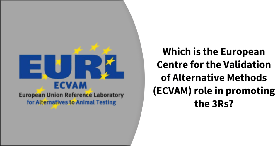 Which is the European Centre for the Validation of Alternative Methods (ECVAM) role in promoting the 3Rs?