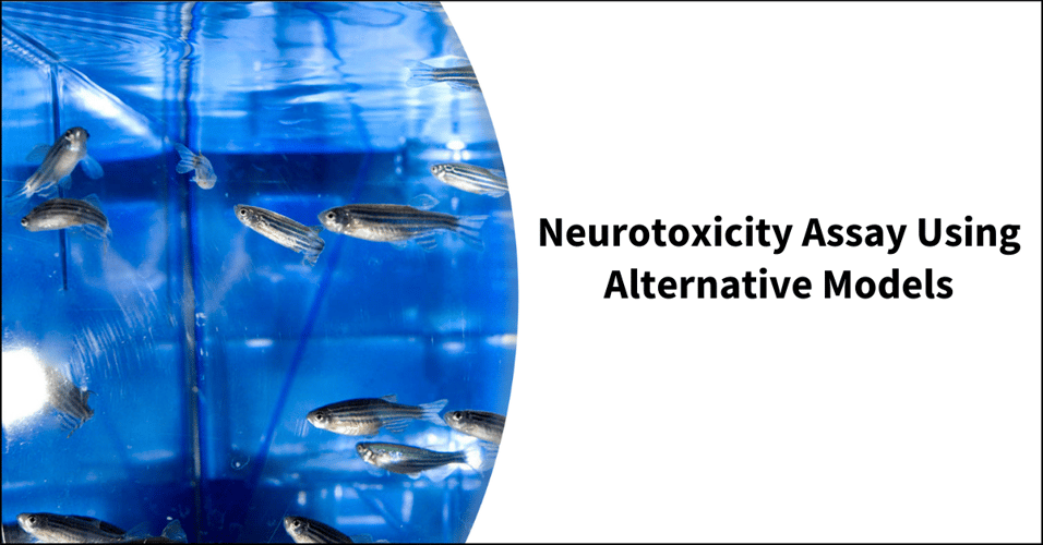 Neurotoxicity Assay Using Alternative Models
