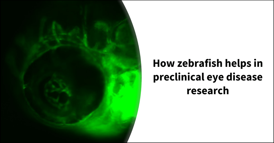 How zebrafish helps in preclinical eye disease research