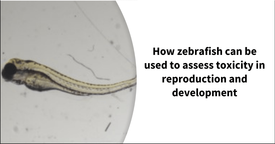 How zebrafish can be used to assess toxicity in reproduction and development
