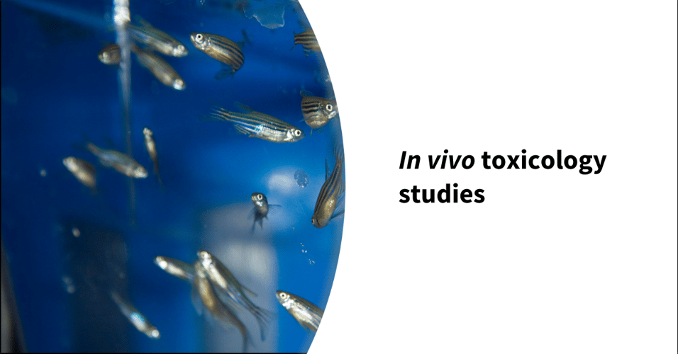 In vivo toxicology studies