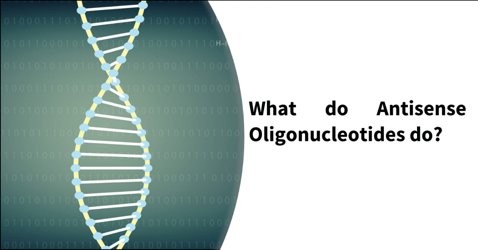 What do Antisense Oligonucleotides do?