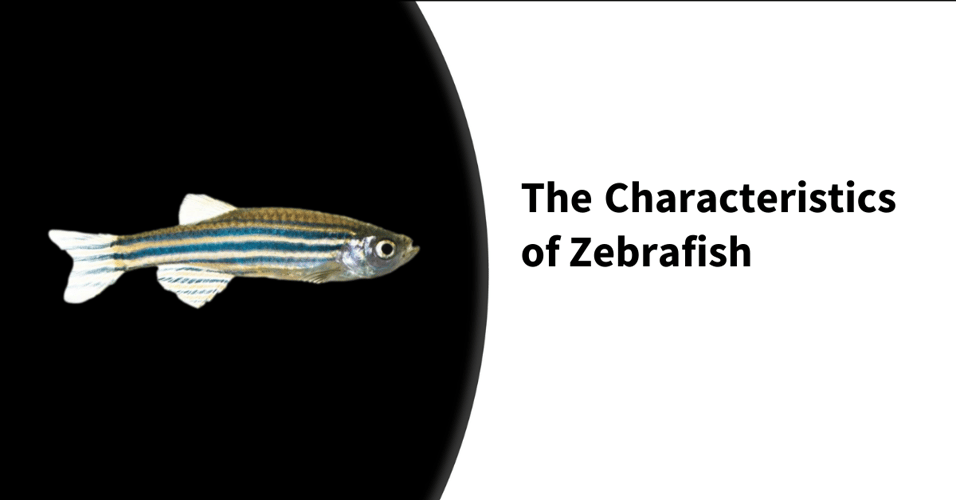 The Characteristics of Zebrafish