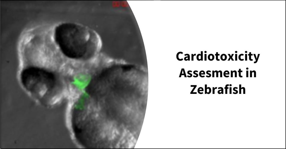 Cardiotoxicity Assesment in Zebrafish