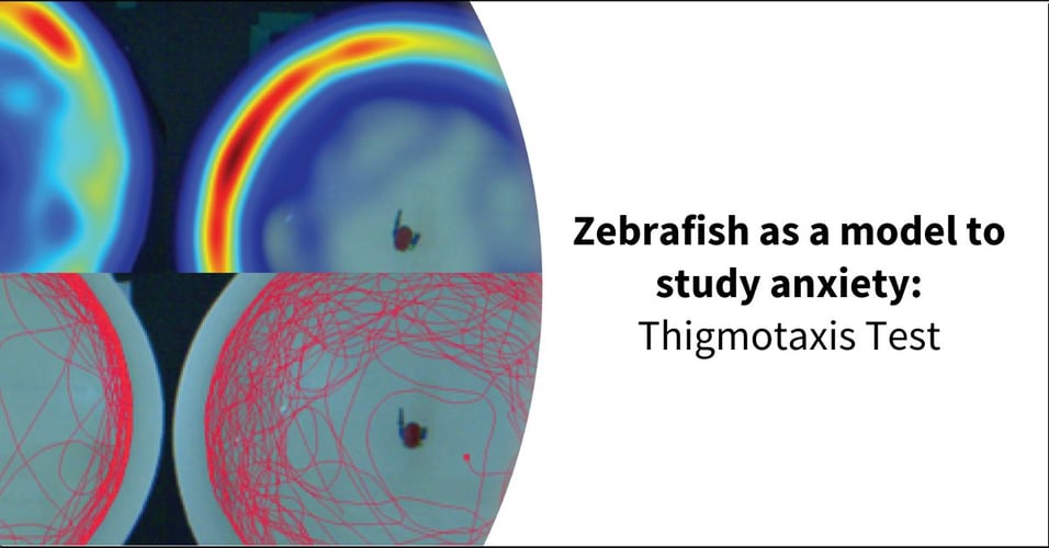 Zebrafish as a model to study anxiety: Thigmotaxis Test