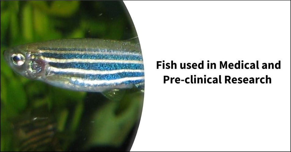 Fish used in Medical and Pre-clinical Research