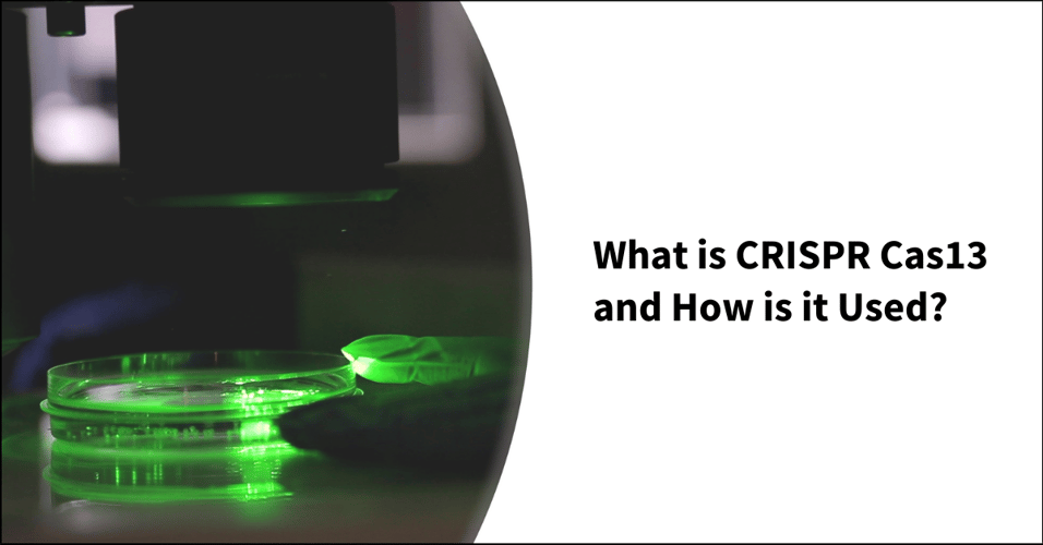 What is CRISPR Cas13 and How is it Used?