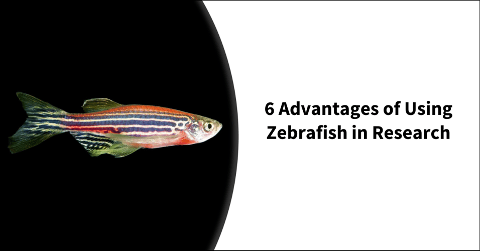 6 Advantages of Using Zebrafish in Research