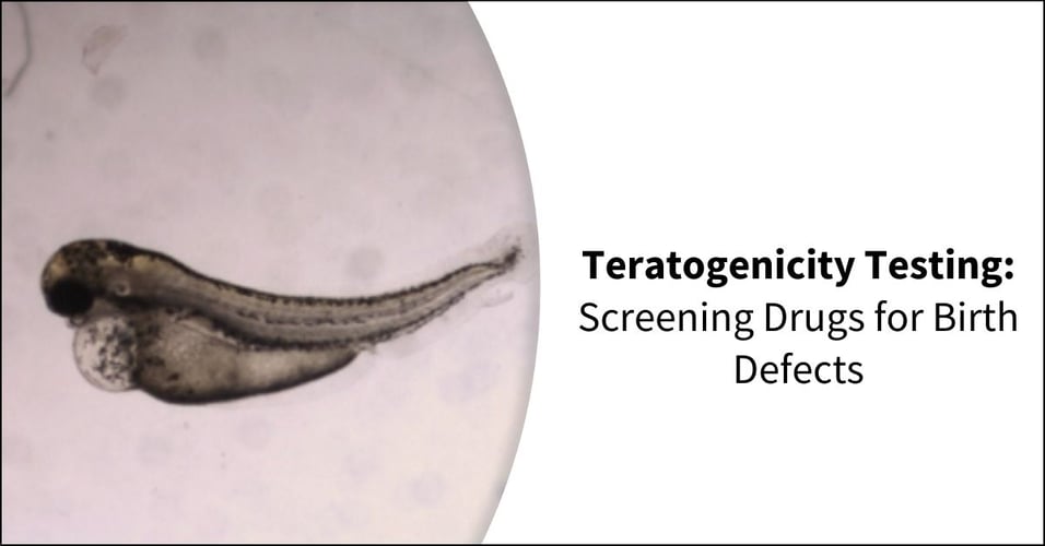 Teratogenicity Testing: Screening Drugs for Birth Defects
