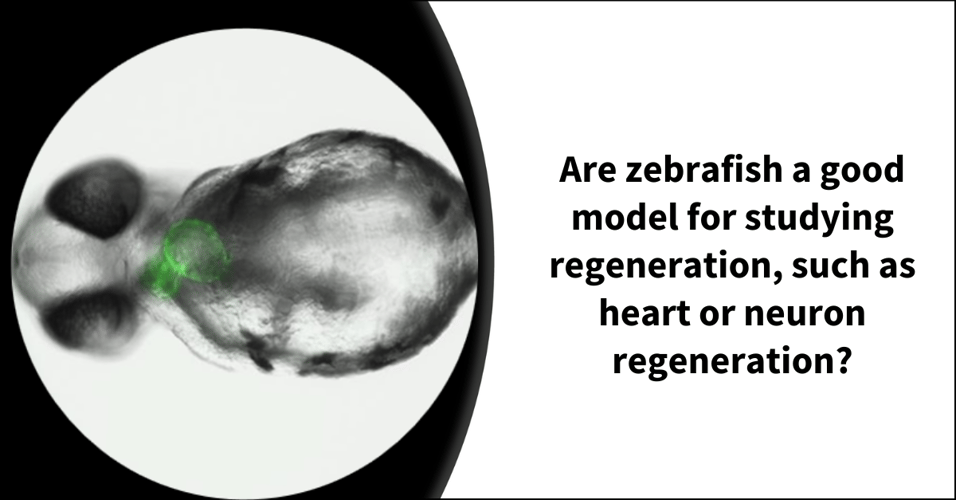 Are zebrafish a good model for studying regeneration, such as heart or neuron regeneration?