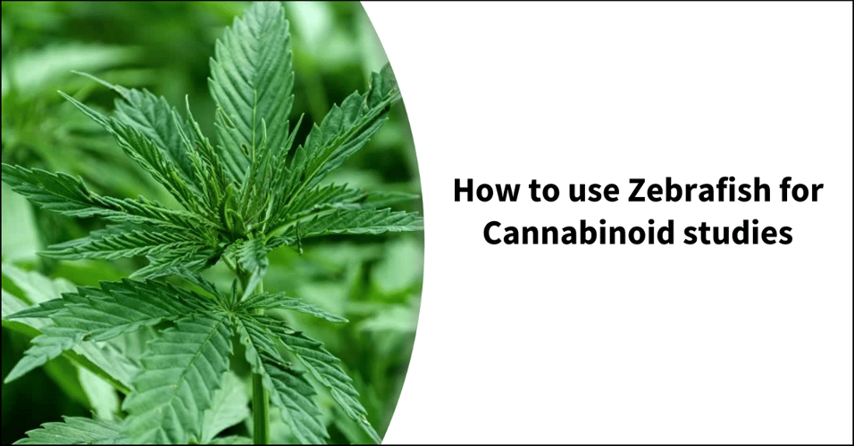 How to use Zebrafish for Cannabinoid studies