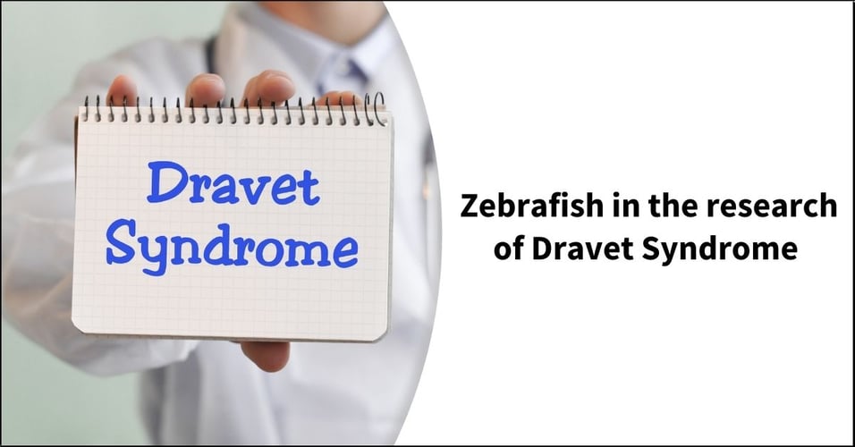 Zebrafish in the research of Dravet Syndrome