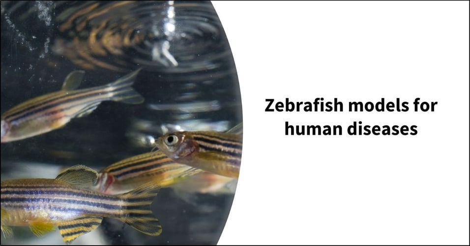 Zebrafish models for human diseases