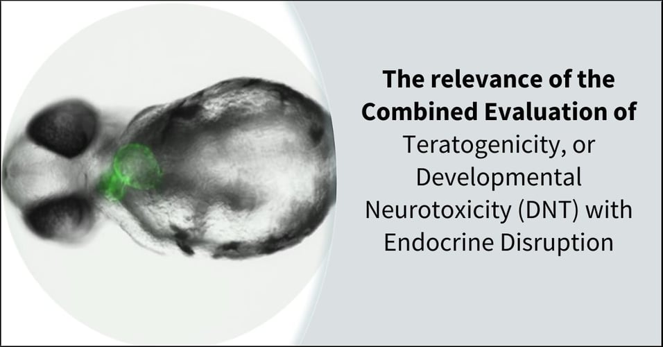 The relevance of the Combined Evaluation of Teratogenicity, or Developmental Neurotoxicity (DNT) with Endocrine Disruption