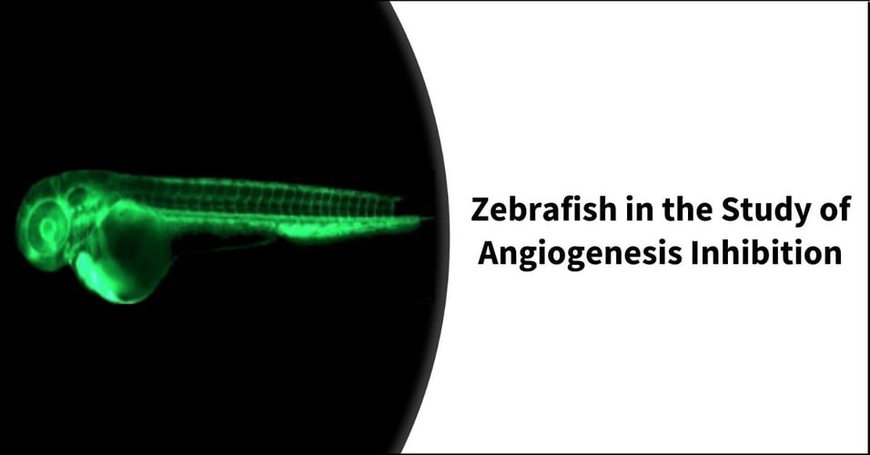 Zebrafish in the Study of Angiogenesis Inhibition