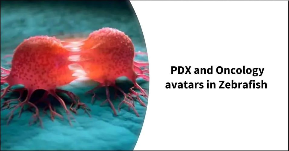 PDX and Oncology avatars in Zebrafish