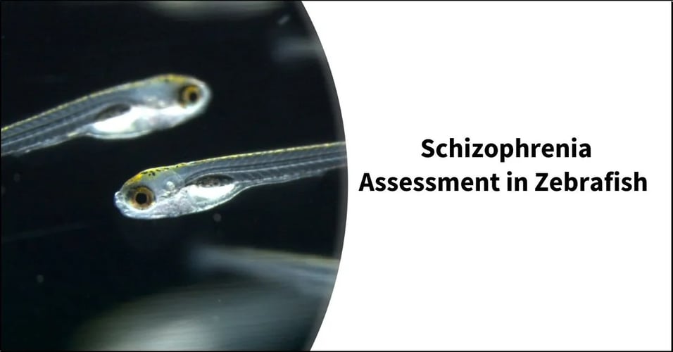 Schizophrenia Assessment in Zebrafish