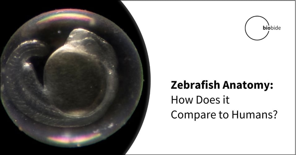 Zebrafish Anatomy: How Does it Compare to Humans?