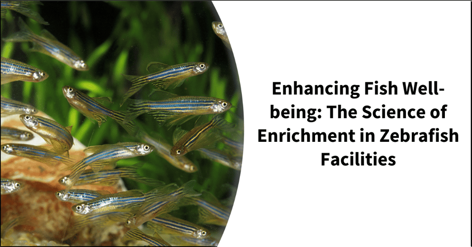 Enhancing Fish Well-being: The Science of Enrichment in Zebrafish Facilities