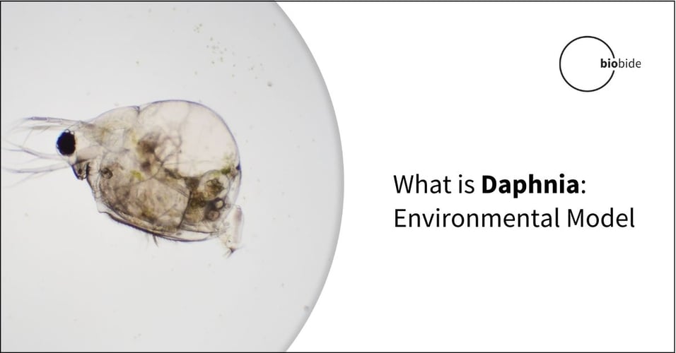 What is Daphnia: Environmental Model