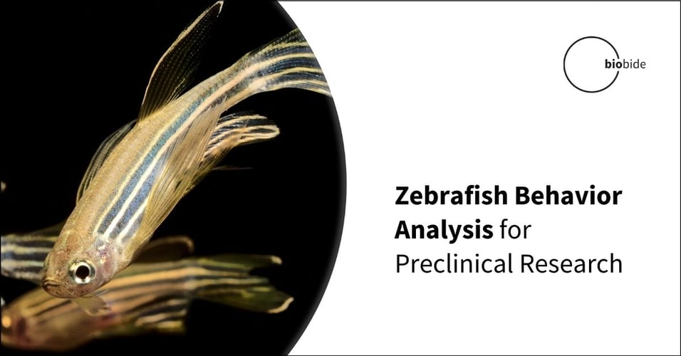 Zebrafish Behavior Analysis for Preclinical Research
