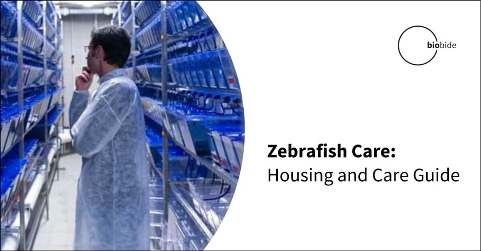Zebrafish Care: Housing and Care Guide