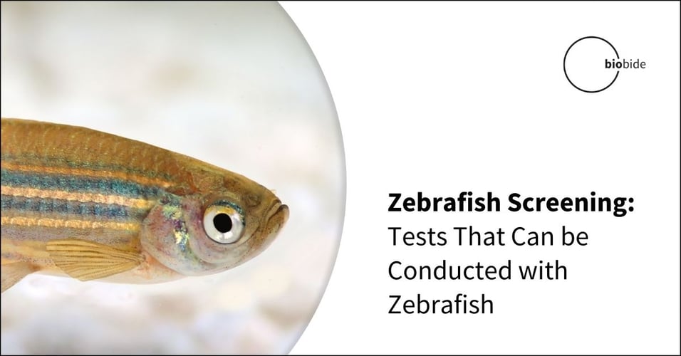 Zebrafish Screening: Studies That Can be Conducted with Zebrafish