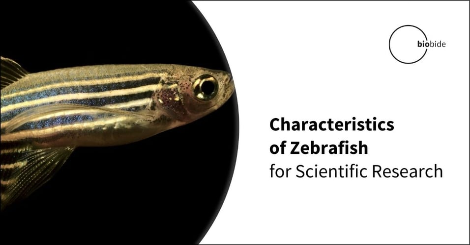 Characteristics of Zebrafish for Scientific Research