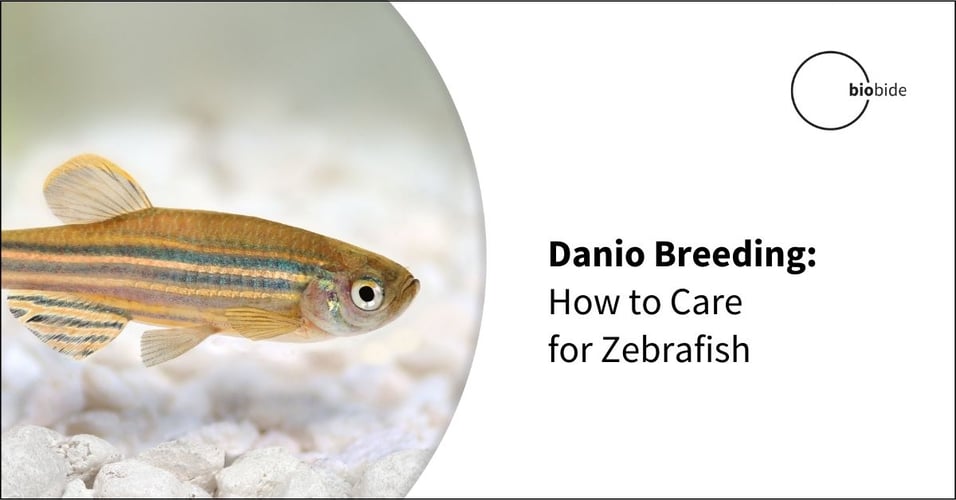 Danio Breeding: How to Care for Zebrafish