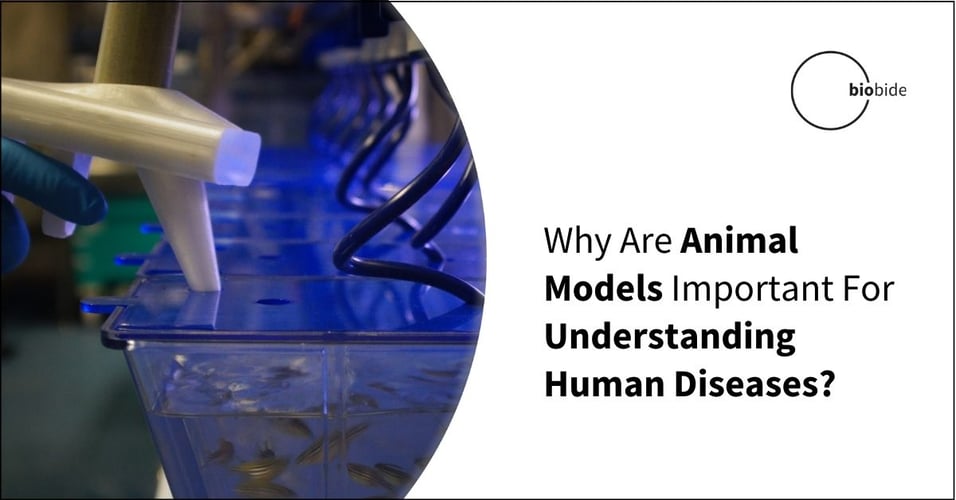 Why Are Animal Models Important For Understanding Human Diseases?
