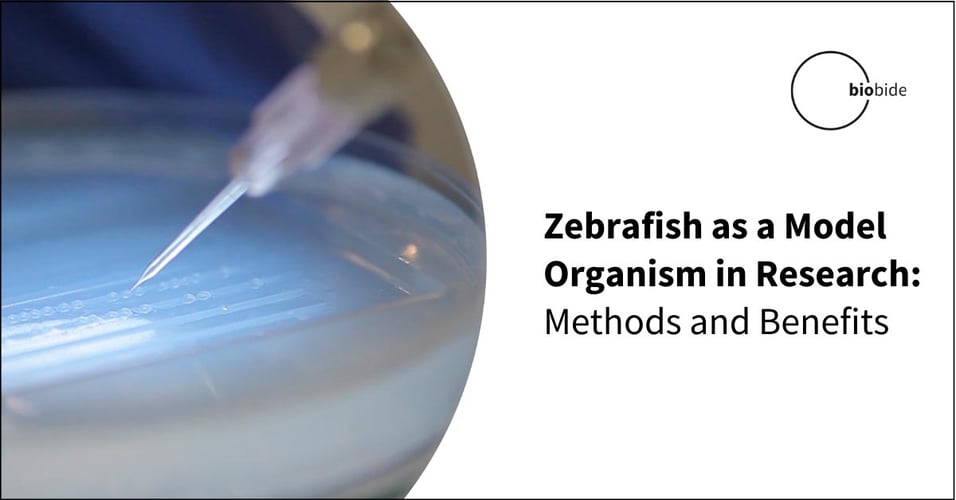 Zebrafish as a Model Organism in Research: Methods and Benefits