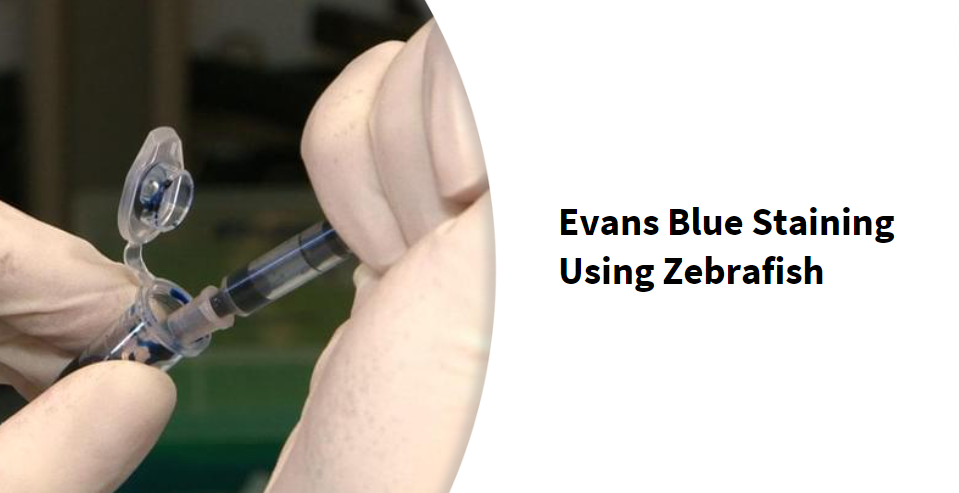 Evans Blue Staining Using Zebrafish