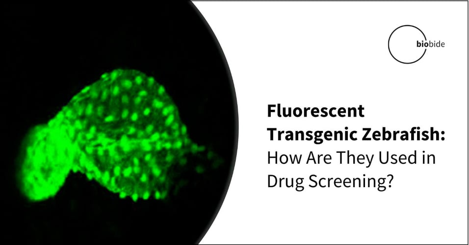 Fluorescent Transgenic Zebrafish: How Are They Used in Drug Screening?